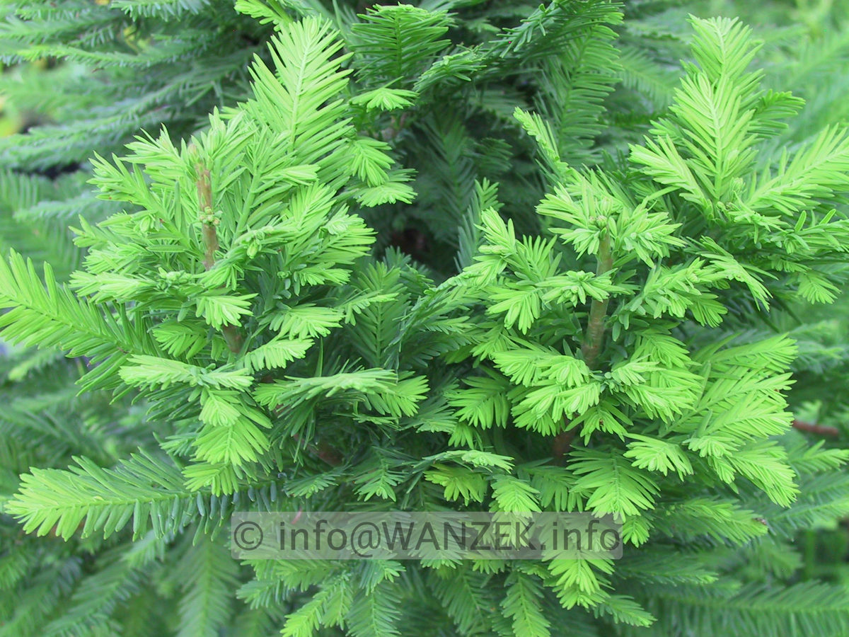 Taxodium distichum Peve Minaret 04.JPG